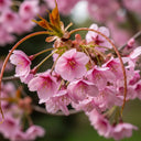 Kursar' Mature Cherry Blossom Tree | Top Worked | 15L Pot | 2 Years Old