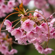 5ft 'Kursar' Cherry Blossom Tree | Bare Root | 2 Years Old