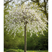5ft 'Lapins' Cherry Tree | Bare Root | 2 Years Old