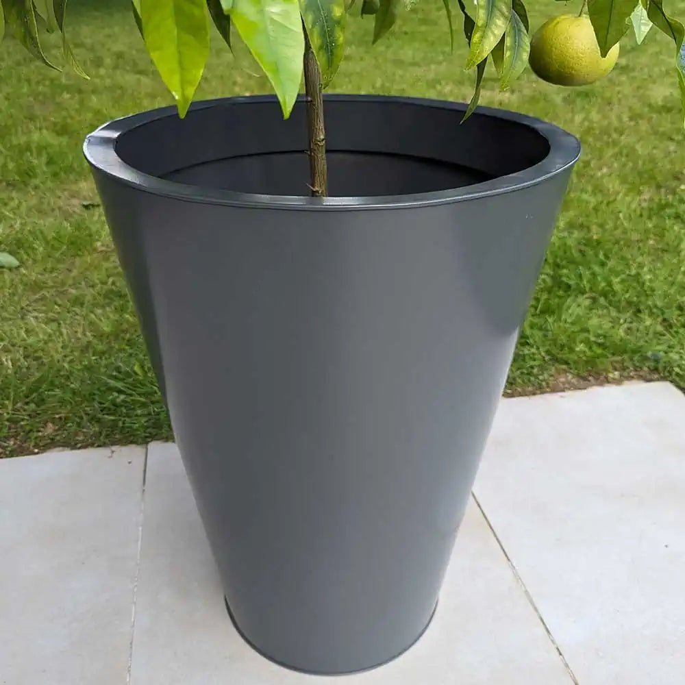 A single cone plant pot with a succulent