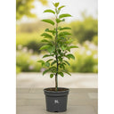 5ft 'Laxton's Superb' Apple Tree | 9L Pot | 2 Years Old