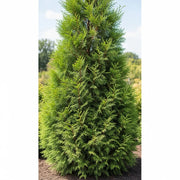 3ft Leyland Cypress Tree | Cupressocyparis leylandii | 3L Pot
