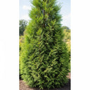 5ft Leyland Cypress Tree | Cupressocyparis leylandii | 9L Pot