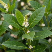 20m Livestock Friendly Farm Hedging | Growers' Choice | BN11 Compliant