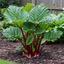 Large, broad-leaved 'Livingstone' Rhubarb Plant with red stalks in a mulched garden bed, near a wooden fence, surrounded by greenery.