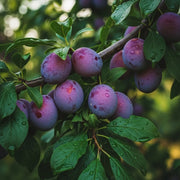 5ft 'Lizzie' Plum Tree | 9L Pot | 2 Years Old
