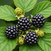 Ripe and unripe green 'Loch Maree' Blackberry Plants clustered on a branch with vibrant green leaves, showcasing natural growth and freshness.