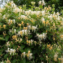 3ft Japanese Honeysuckle | Lonicera Japonica 'Chinensis' | 1.5L Pot