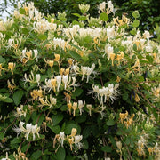 Japanese Honeysuckle | Lonicera Japonica 'Chinensis' | 2 Plants in 1.5L Pots