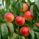 3ft 'Lord Napier' Patio Nectarine Tree | 9L Pot