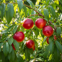 Patio 'Madame Blanchet' Nectarine Tree | 3ft | 4.5L Pot