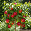 Madame Blanchet' Nectarine Tree | 5ft | Bare Root