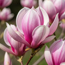 3ft 'Festirose' Magnolia denudata Tree | 4.5L Pot