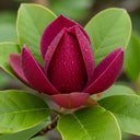 3ft 'Genie' Magnolia Tree | Dwarf Black Tulip | 4.5L Pot