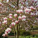 3ft Magnolia Soulangeana Rustic Red | 4.5L Pot