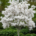 10ft Mature Star Magnolia Tree | Multi-Stem Magnolia Stellata | Rootballed Tree
