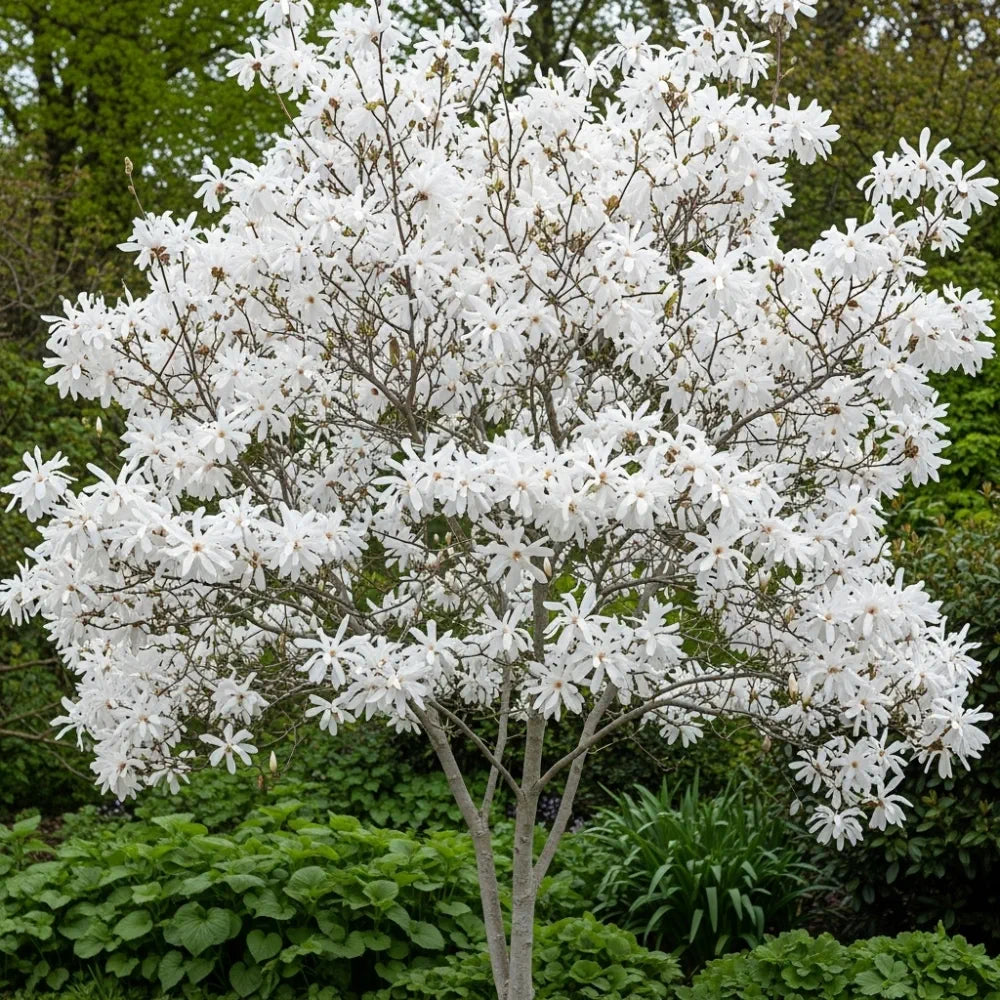 white lily magnolia 3ft Star Magnolia Tree | Magnolia Stellata 'Water Lily'