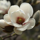 4ft Magnolia Stellata | 'Water Lily' | 10L Pot