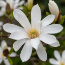 8ft Magnolia Stellata | 100L Airpot™ Grown Mature Multistem