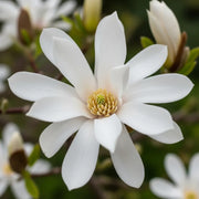 5ft Star Magnolia Tree | Magnolia Stellata 'Water Lily' | 15L Pot
