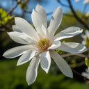 3ft Star Magnolia Tree | Magnolia Stellata 'Water Lily' | 4.5L Pot