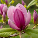 3ft Magnolia 'Susan' | 4.5L Pot