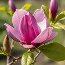 3ft Magnolia 'Susan' | 7.5L Pot