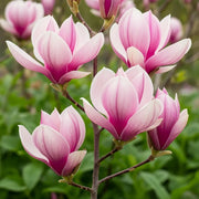 8ft Magnolia Susan | 100L Airpot™ Grown Mature Multistem