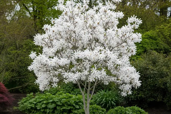 Magnolia Trees