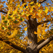 11ft Half-Standard Ginkgo Biloba Tree | 6/8cm Girth | Grown in 20L Airpot