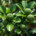 Makrut Lime Tree | Citrus Hystrix | 5L Pot