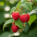 80cm 'Malling Admiral Raspberry Plant | 3L Pot