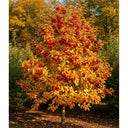 5ft 'Red Sentinel' Crabapple Tree | Bare Root | 2 Years Old