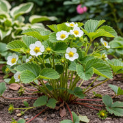 Vibrant 'Mara Des Bois' Strawberry plants with green leaves, white flowers, yellow centers, in rich soil, surrounded by foliage.