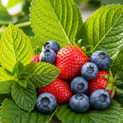 5x 'Mara Des Bois' Strawberry Plant | Bare Root