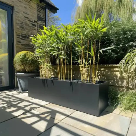 matte black zinc planter planted with bamboo