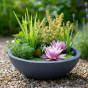 Wildlife Pond In A Pot | Complete Kit with Bowl, Plants & Fountain