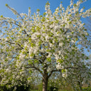 5ft 'May Duke' Cherry Tree | Bare Root | 2 Years Old