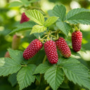 90cm 'Medana Tayberry Plant | 3L Pot
