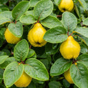 5ft 'Meech's Prolific' Quince Tree | 7.5L Pot | 2 Years Old