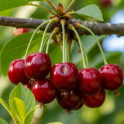 5ft Merchant' Cherry Tree | Bare Root | 2 Years Old