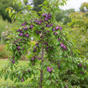 5ft Cordon Merryweather Damson Tree | Bare Root | 2 Years Old