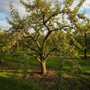 5ft Dwarfing Merryweather Damson Tree | Bare Root | 2 Years Old