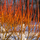 2ft Cornus sanguinea 'Midwinter Fire' | 5 x Bare Roots