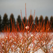 2ft Cornus sanguinea 'Midwinter Fire' | 5 x Bare Roots