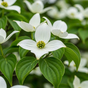 2.5ft Japanese Dogwood Tree | Cornus kousa 'Milky Way' | 5L pot