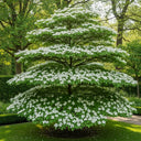 3ft Japanese Dogwood Tree | Cornus kousa 'Milky Way' | 5L pot