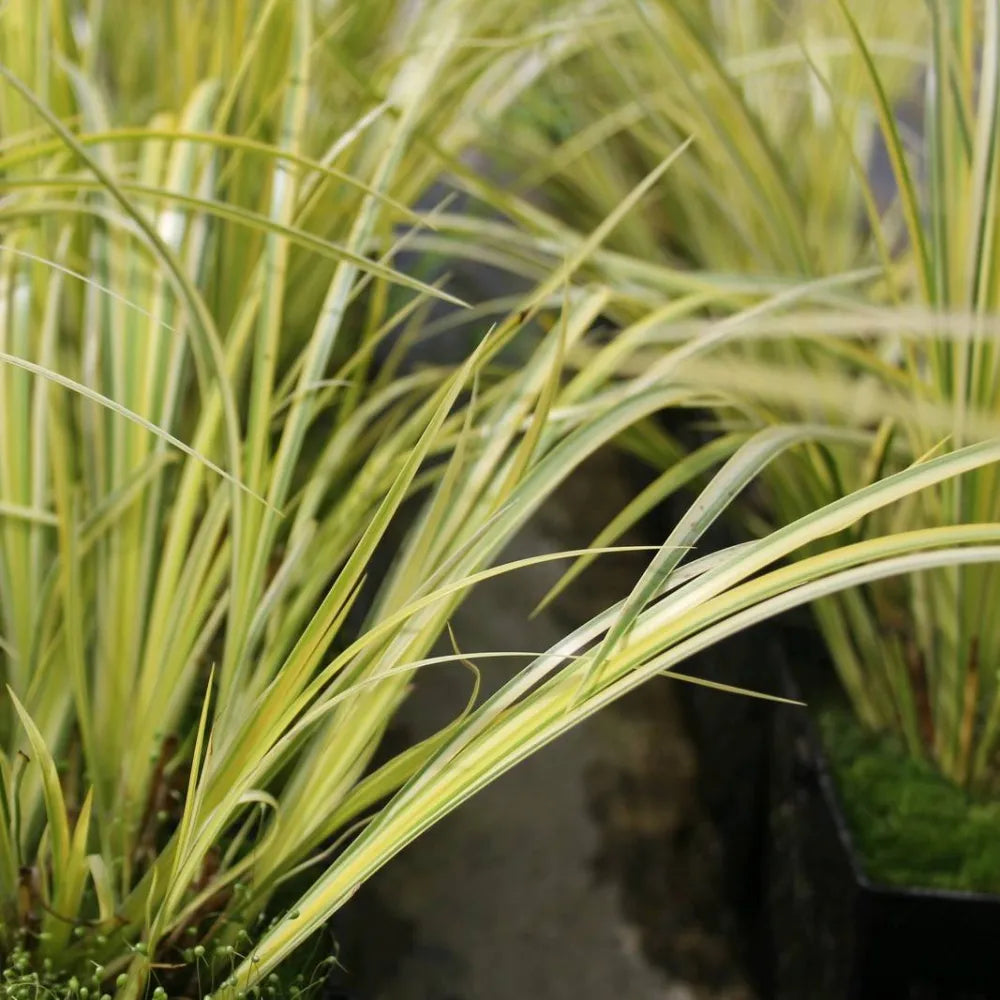 Acorus gramineus ‘Ogon’ | Golden dwarf sweet flag | Marginal Plant