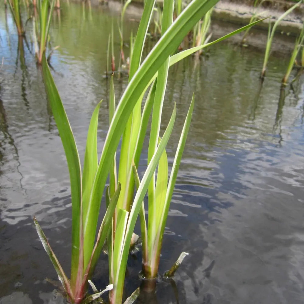 Acorus gramineus ‘Variegatus’ | Variegated dwarf sweet flag | Marginal Plant