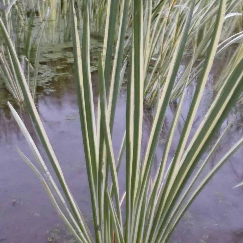 Acorus gramineus ‘Variegatus’ | Variegated dwarf sweet flag | Marginal Plant